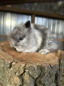 Zakrslý králíček Lvíček