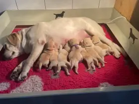 Světlá štěňátka s průkazem původu