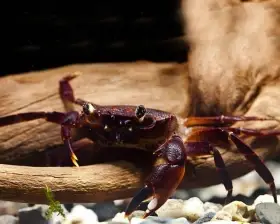 Syntripsa matanensis