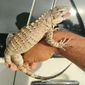 Fáze oranžové banány s ostnatým ocasem