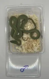 Mláďata užovka růžkatá Philodryas baroni (11/25)