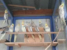 Prodám letošní korely