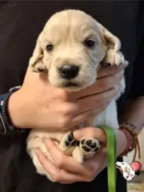 Poslední 2 štěňátka s odběrem po Novém roce