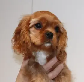 Cavalier King Charles Spaniel s PP