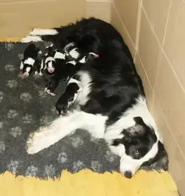  Narozený vrh v chovatelské stanici Czech Efebie 