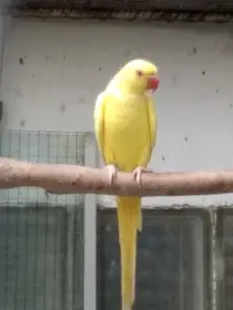 Alexandři malí a velcí