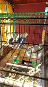 Prodám dva agapornise