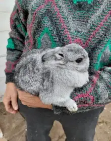  Krásní Zakrslý Králíčci