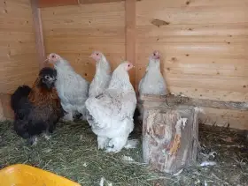 Brahmánky zdrobnělé Lavender