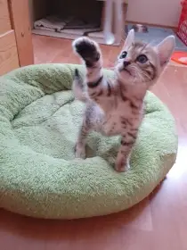 Bengálská kočka, koťata