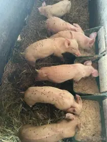 Prodám selata druhé jakosti,