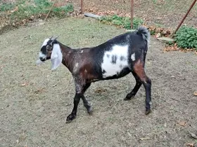 Prodám letošní 100 % AN kozičku s nárokem na POP