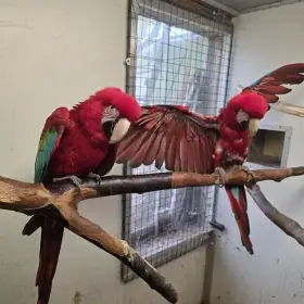 1,1 ara zelenokřídlý