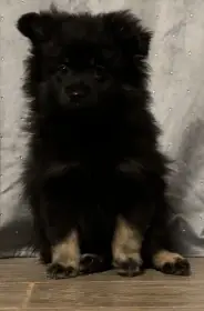 Krásná černá kulička