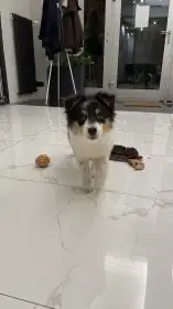 Chovatelská stanice nabízí štěňátka australských ovčáků s PP