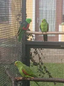 Papoušek červenokřídlý