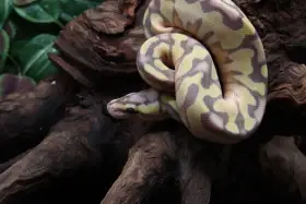 Krajta královská - samice - Banana Enchi Pastel