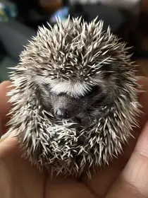 Ježek bělobřichý