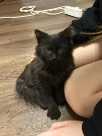 Černá dlouhosrstá kočička