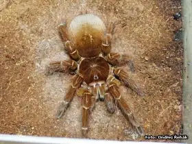 Theraphosa blondii