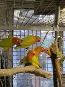 Kroužkovaný Agáček