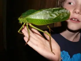 Haanilla, Siliquofera