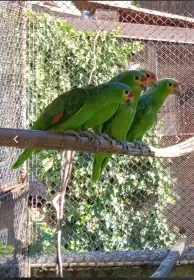 Amazoňan žlutolící autumnalis