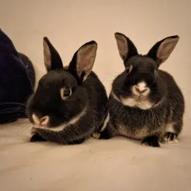 Prodám zakrslé králíčky