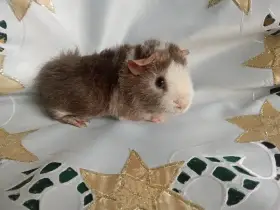 Morčátko CHS z Hvězdné Liberec