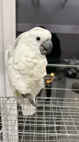 Hledá se Dorotka Kakadu alba