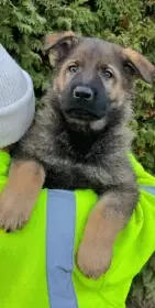 Německý ovčák štěńata mohutná