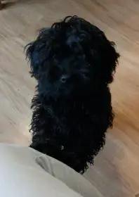 Ruská barevná bolonka s PP