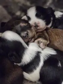 Havanský psík s PP v FCI