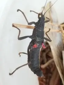 Strašilka ďábelská-prodej