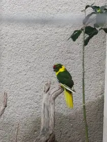 Kakariki rudočelý, letošní mladí