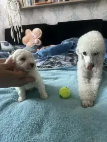 Štěně pudl trpasličí