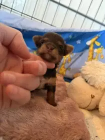 Jorkšírsky teriér PP fenka a pes Choco tan čokoláda s pálením, pejsek Biro