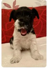 Americký knírač malý