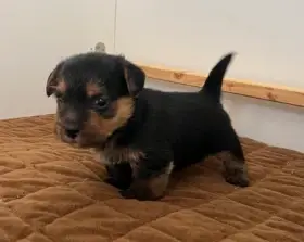 Kluk - černý s pálením