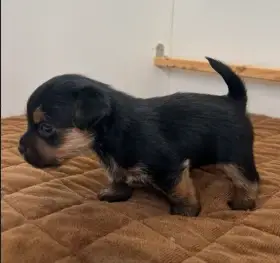 Holčička - černá