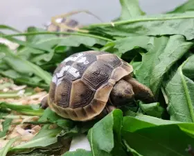 Želvy žlutohnědé