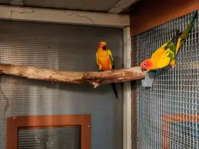 Aratinga sluneční 1.1,