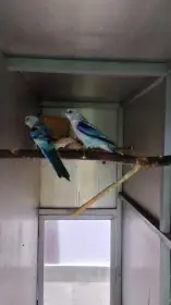 Rosela pestrá modrá na ino