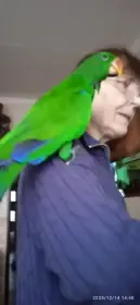 Eklektus polychloros 1.0