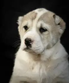 Středoasijský pastevecký pes SAO štěňata