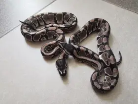 Samičky axanthic TSK