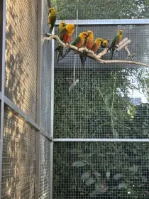 Samice Aratinga Jenday