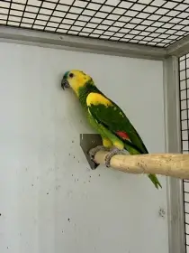 Amazoňan modročelý xanthopteryx