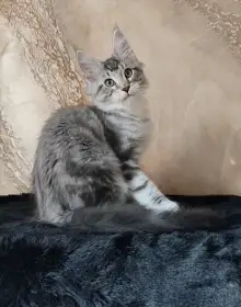 Mainský mývalí kocourek s PP