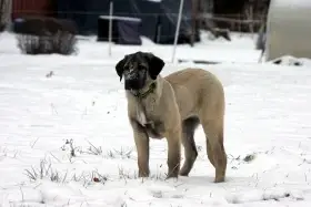 Kangal Çoban Köpegi štěně - fenka